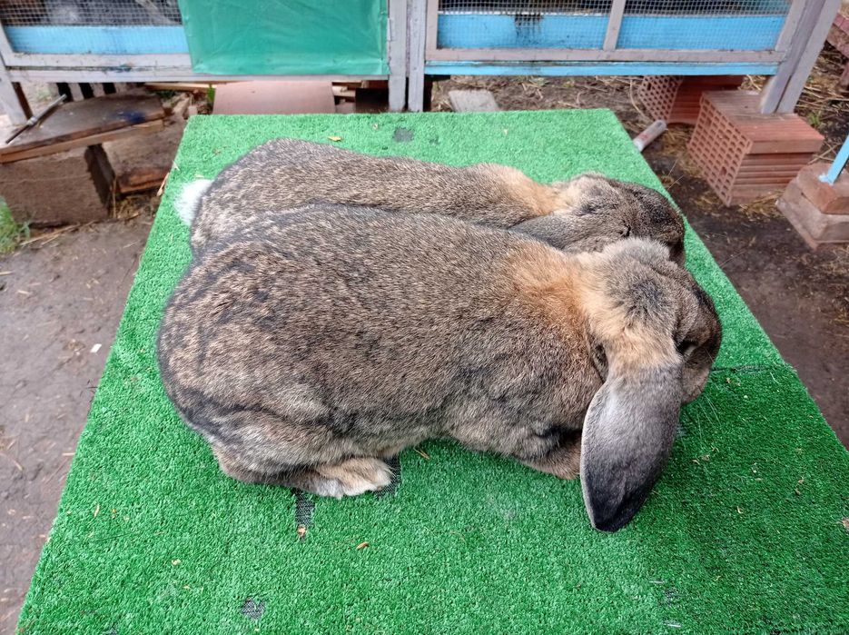 Femele berbec german gri agouti!