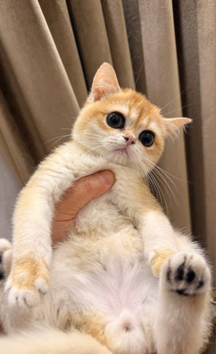 На продаже шикарный котята