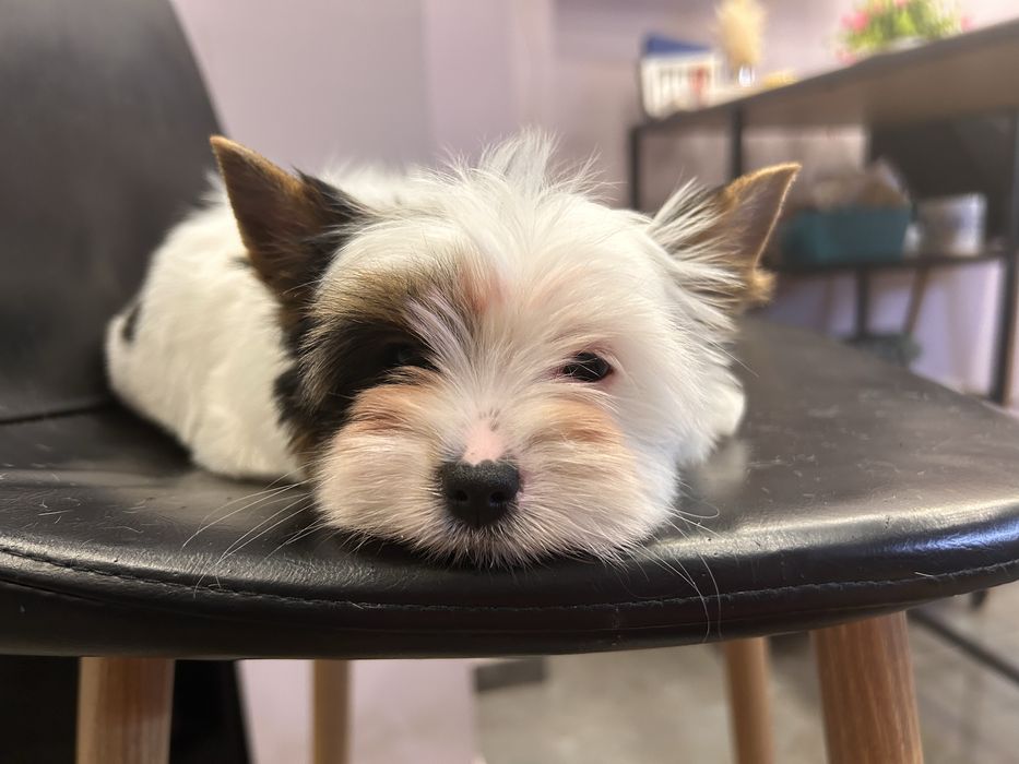 Biewer yorkie / Бивър