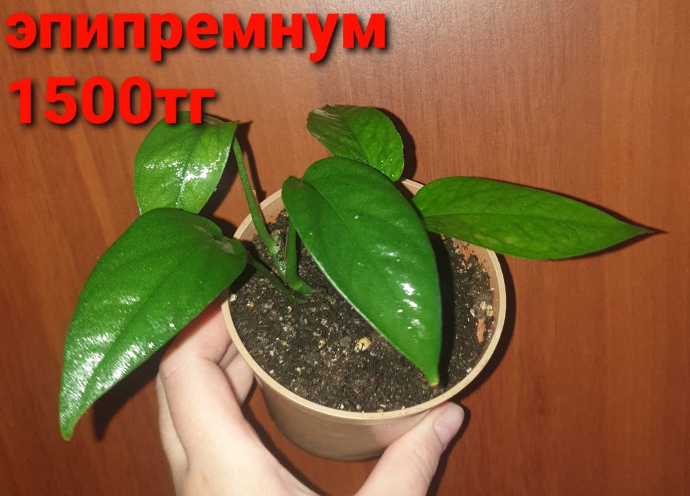 Комнатные растения