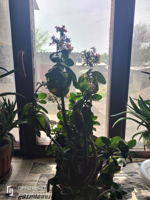 Цветы разны алое