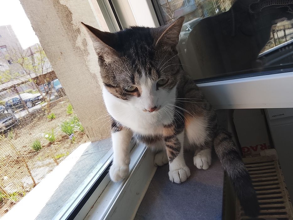 Dau pisică spre adopție