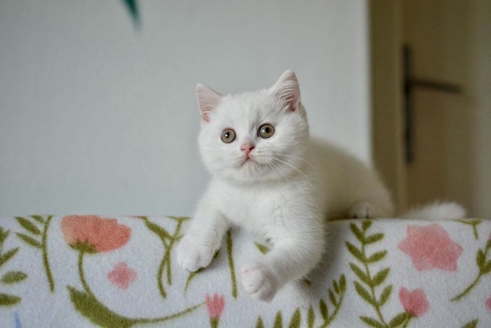 British shorthair