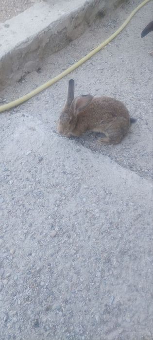 Куёнлар Гигант бор