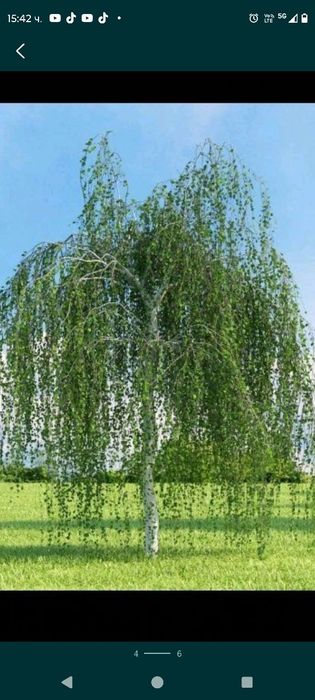Бяла БРЕЗА - фиданки в контейнер и БОР в контейнер