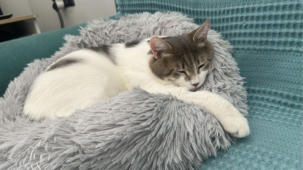 Отдам кота бесплатно