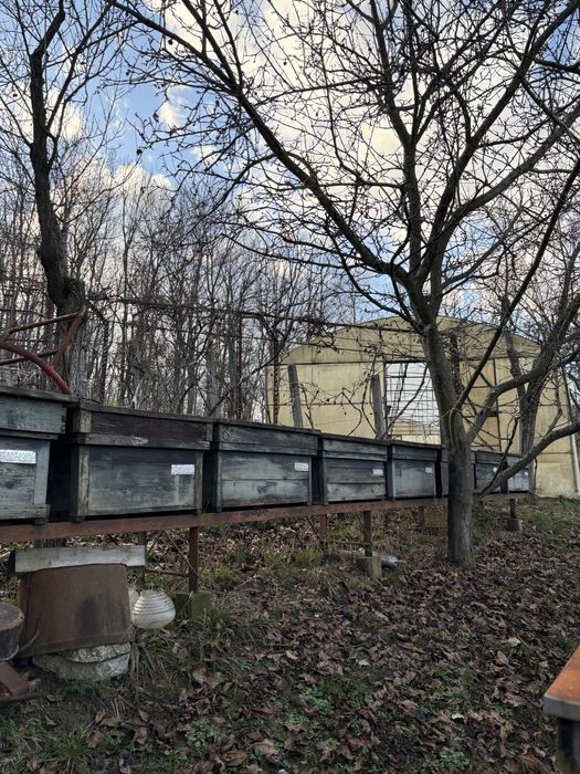 Stupi albine de vanzare