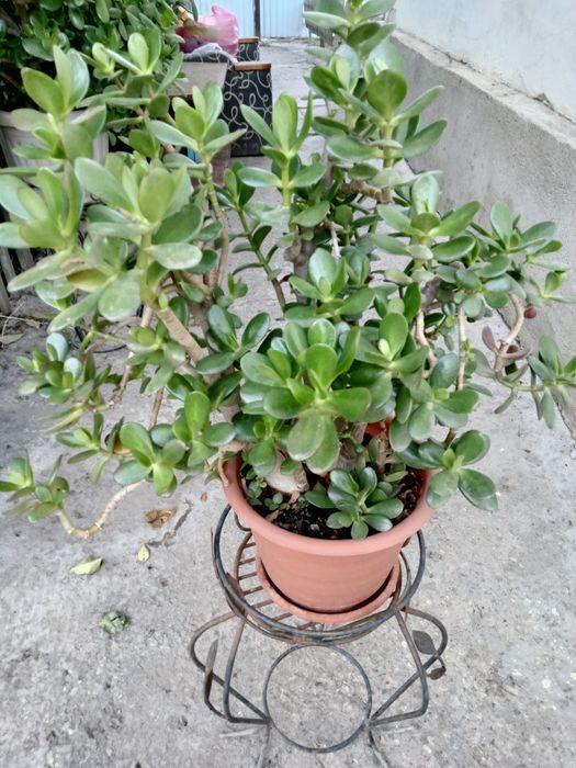 Продам денежный цветок