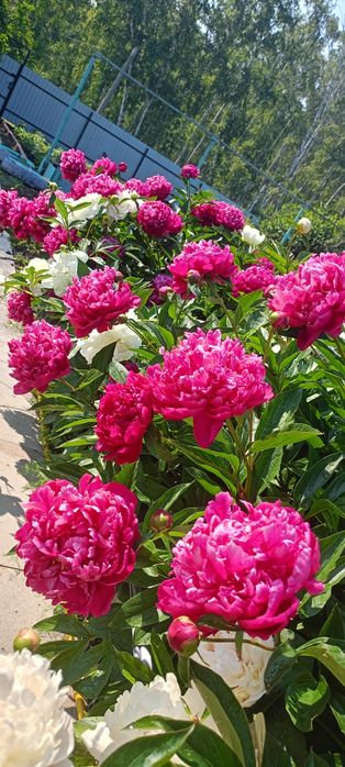 Дача энергетик2 ,в лесу ,тихое место