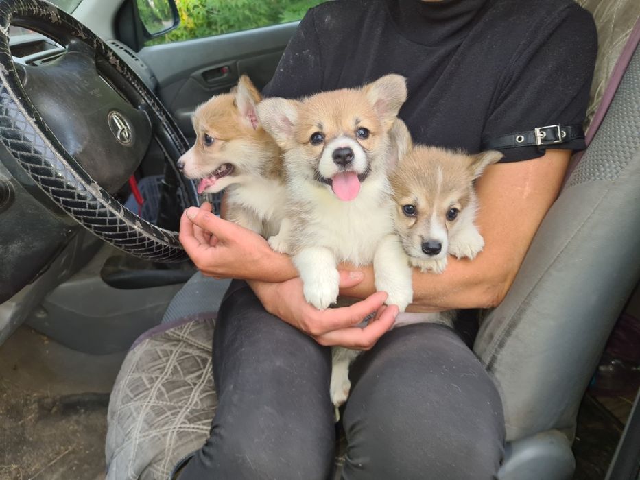 Продам щенков вельш корги пемброк.