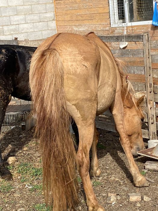 Байтал сатамын бес жасар