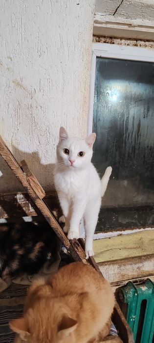 Очень классный молодой кот