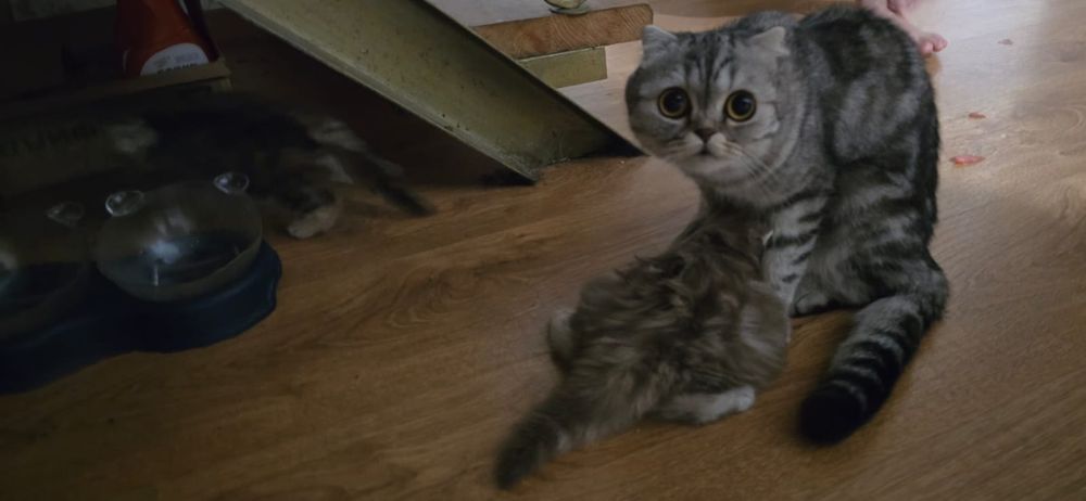 Британец не вислоухий