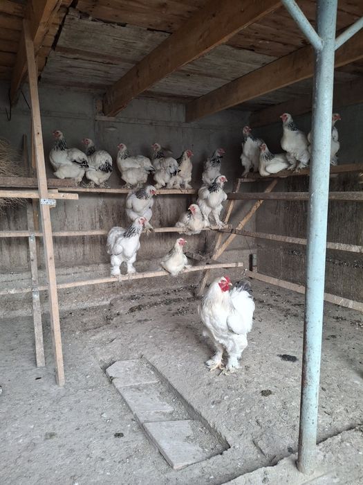 Продажа брамо светлый
