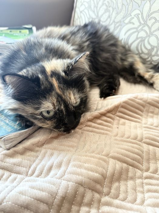 Отдам кошку в добрые руки