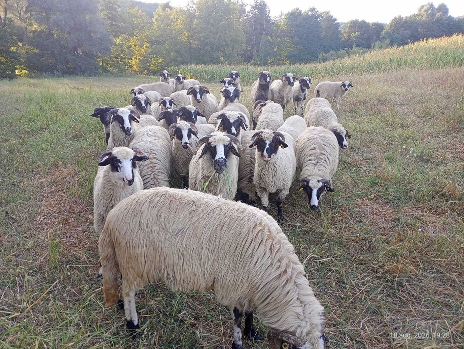 Oi și miei de vânzare breze