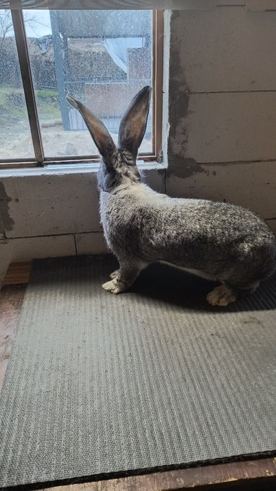 Iepuri Uriaș German