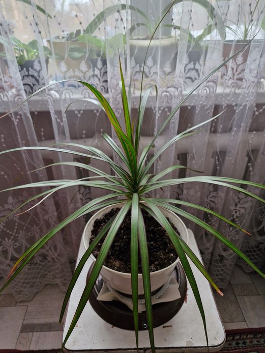 Продам цветы домашние.