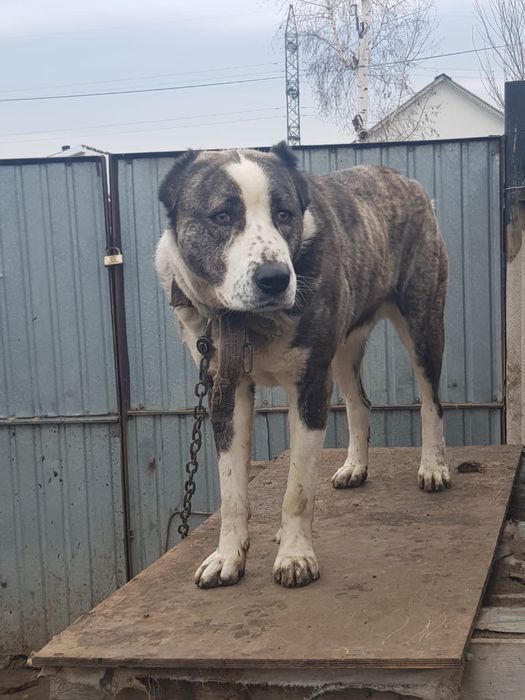 Продам породистую собаку