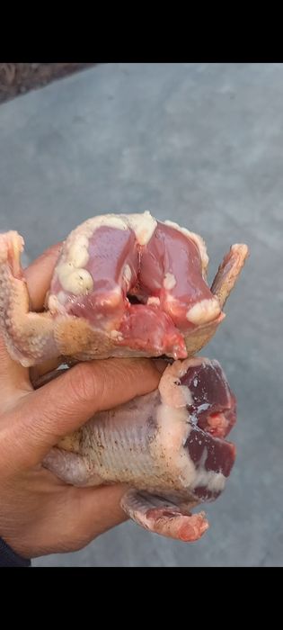 Сизые голуби из степи