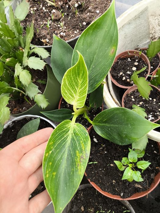 Бамбук и многое другое