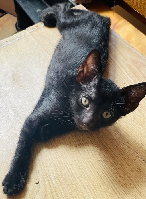 Donez motanel negru de 4 luni