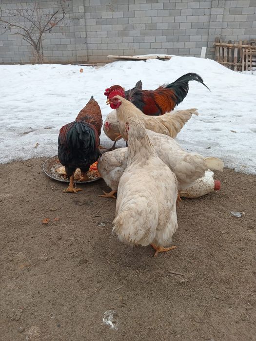 Тауык сатылады .ааааа