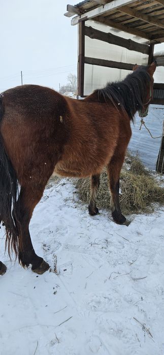 Продам жеребую кобылу