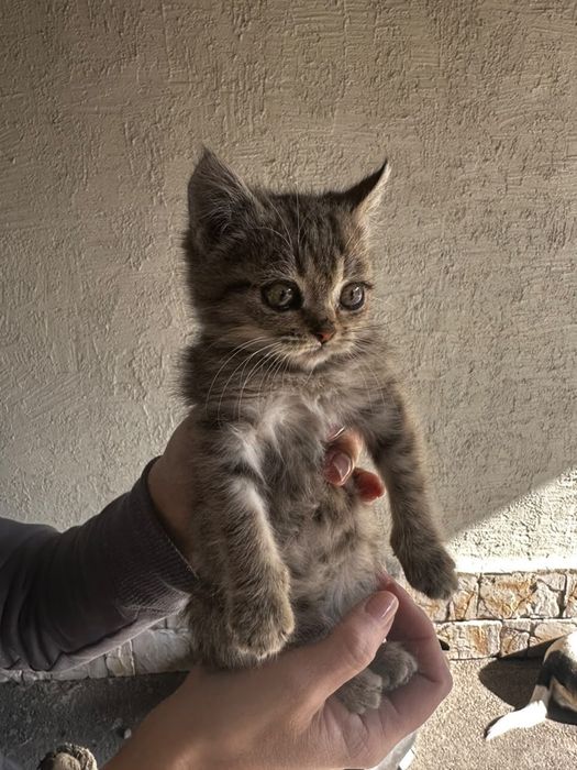 Отдам котенка в добрые руки