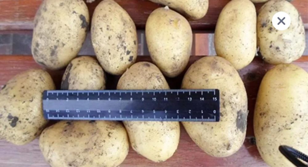 Продам картофель сорт гала