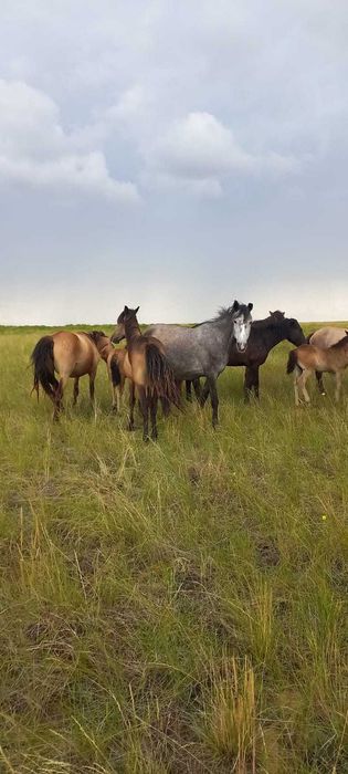 Продам кобыла 5 лет