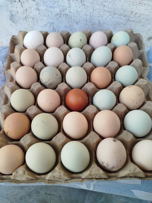 Цыплята недельные