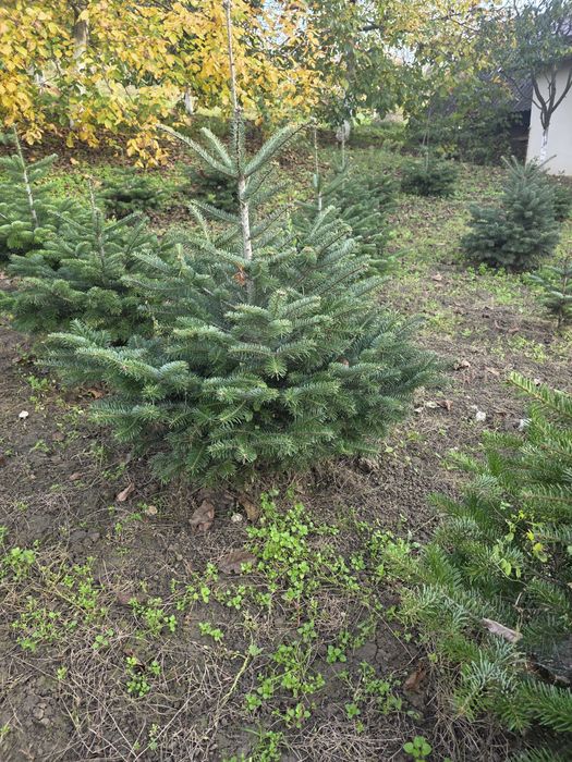 Brad normandian cu radacina