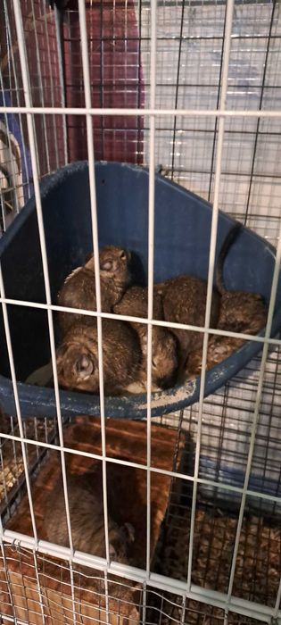 Veverite degu diferite varste