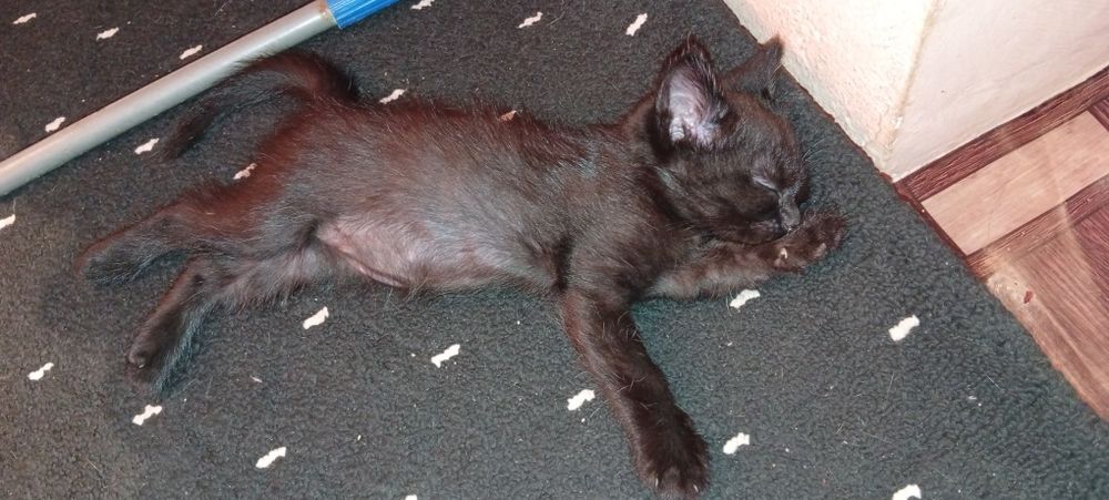 Мальчик Чёрная пантера