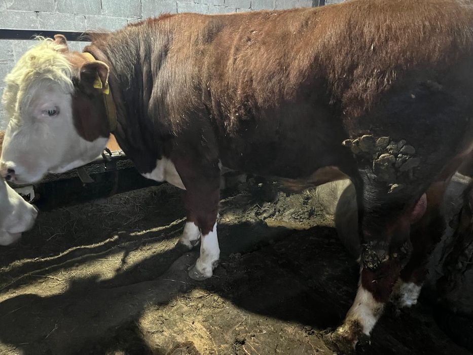 Продам бычков с откорма