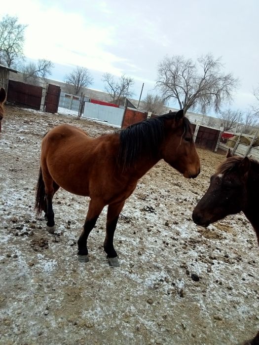 Соғымға семіз жылқылар сатылады