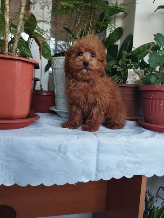 Той Пудел Tou Poodel