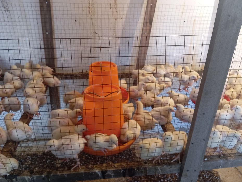 Циплята бройлеры