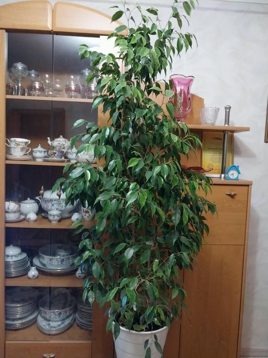 Фикус Бенджамина цветок растение