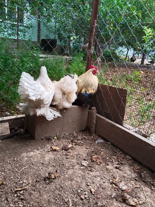 Продам карликовых курей