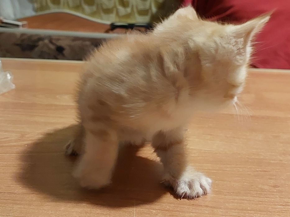 Рыжий кот самец 6 недель
