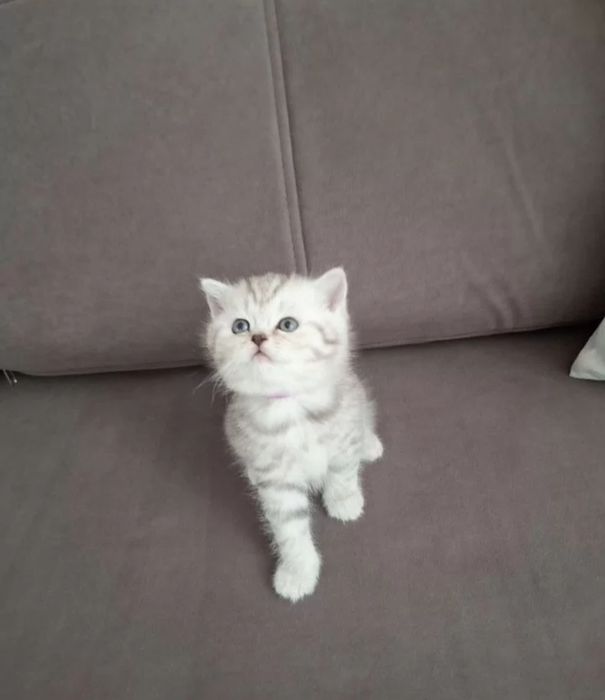 Котята мальчики и девочки, 1.5 мес