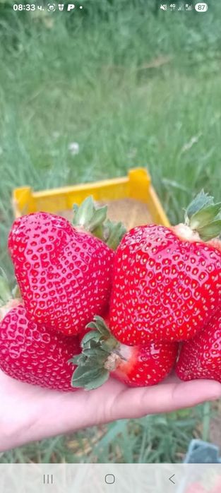 Продавам расад ягоди и малини