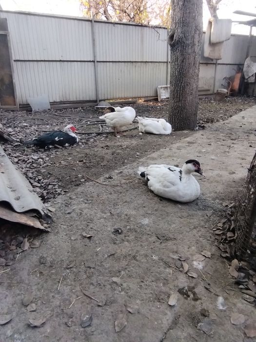 Продам два селезня этого года.