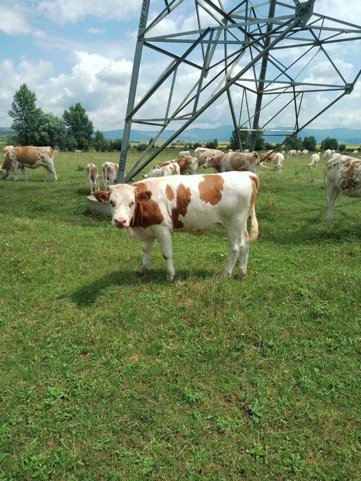 Vând 10 vițele si 1 taur
