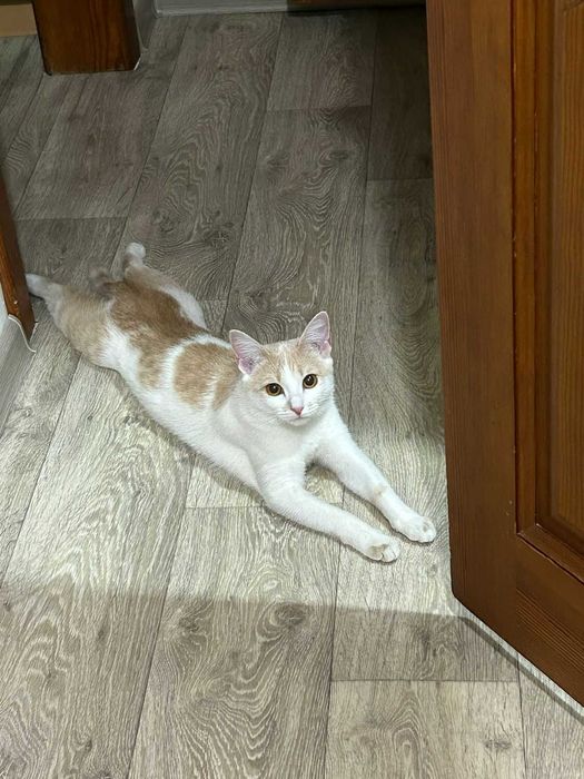 Отдам ласковую кошечку