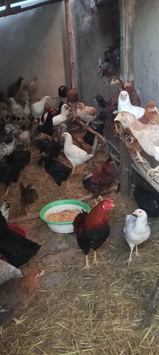 Товук ва хурозлар