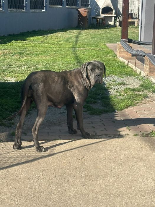 Donez femela cane corso