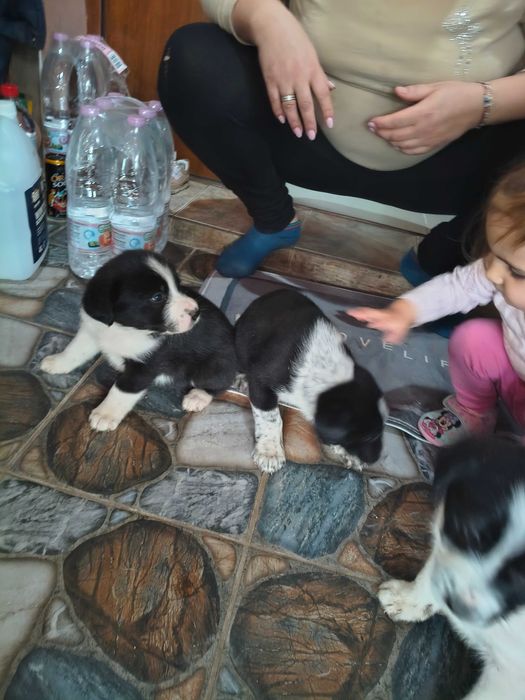 Подарявам Кученца!